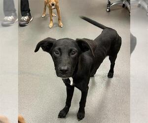 Labrador Retriever Dogs for adoption in Corpus Christi, TX, USA