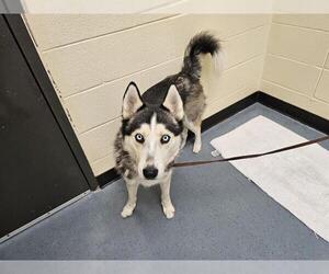 Siberian Husky Dogs for adoption in Denver, CO, USA