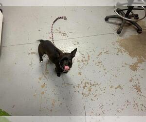 Chihuahua-Unknown Mix Dogs for adoption in Ocala, FL, USA