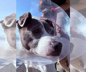 American Pit Bull Terrier Dogs for adoption in Camarillo, CA, USA