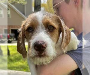 Parson Russell Terrier-Retriever Mix Dogs for adoption in Yardley, PA, USA