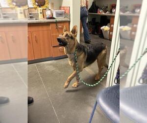 German Shepherd Dog Dogs for adoption in Santa Cruz, CA, USA