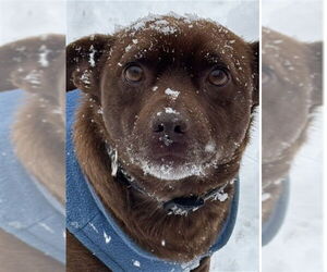 Pug-Unknown Mix Dogs for adoption in Ogden, UT, USA