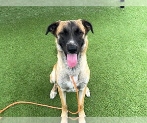Anatolian Shepherd-Unknown Mix Dogs for adoption in Orange, CA, USA
