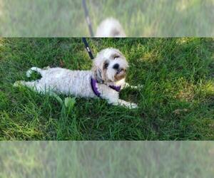 Shih Tzu Dogs for adoption in Seaford, DE, USA