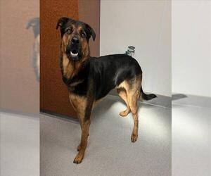 Rottweiler Dogs for adoption in Rancho Cucamonga, CA, USA
