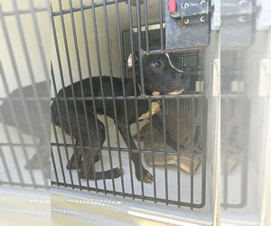 American Pit Bull Terrier Dogs for adoption in Virginia Beach, VA, USA