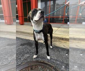 American Pit Bull Terrier Dogs for adoption in Derwood, MD, USA