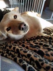 Chi-Corgi Dogs for adoption in Castle Rock, CO, USA