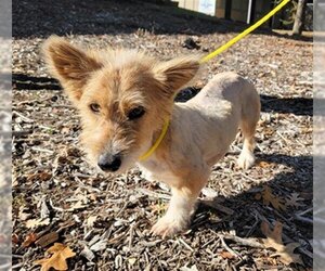 Cairn Corgi Dogs for adoption in Placerville, CA, USA