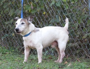 Jack Russell Terrier Dogs for adoption in Dripping Springs, TX, USA