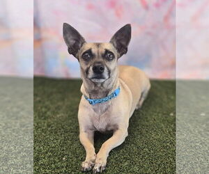 Chiweenie Dogs for adoption in Tempe , AZ, USA