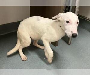 Bull Terrier-Unknown Mix Dogs for adoption in Baytown, TX, USA