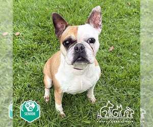 Faux Frenchbo Bulldog Dogs for adoption in Huntington Beach, CA, USA