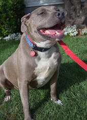 Medium Photo #1 American Pit Bull Terrier Puppy For Sale in West Hollywood, CA, USA