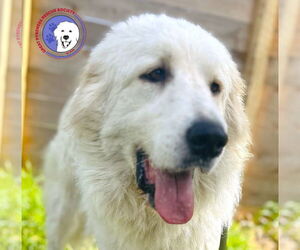 Great Pyrenees Dogs for adoption in Spring, TX, USA