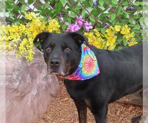 Rottweiler-Unknown Mix Dogs for adoption in Oklahoma City, OK, USA