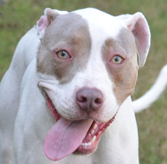 American Pit Bull Terrier Dogs for adoption in Englewood, FL, USA