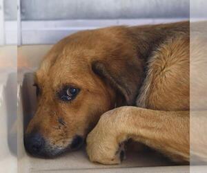 Golden Retriever-Unknown Mix Dogs for adoption in San Antonio, TX, USA