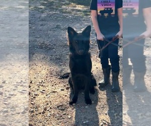 German Shepherd Dog Dogs for adoption in Hoffman Estates, IL, USA