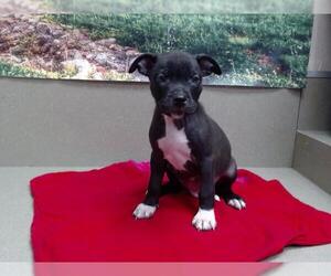 American Pit Bull Terrier-Unknown Mix Dogs for adoption in Moreno Valley, CA, USA