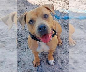 American Staffordshire Terrier Dogs for adoption in Fort Lauderdale, FL, USA