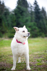 Mutt Dogs for adoption in Sandy, OR, USA