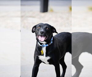 American Pit Bull Terrier-Unknown Mix Dogs for adoption in Sandy, UT, USA