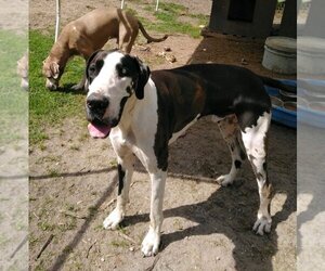 Great Dane Dogs for adoption in Pembroke, GA, USA