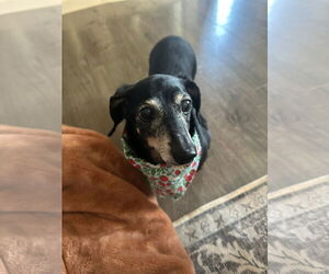Dachshund Dogs for adoption in Germantown, OH, USA