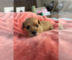 Mutt Dogs for adoption in San Diego , CA, USA