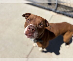American Pit Bull Terrier Dogs for adoption in Tulsa, OK, USA