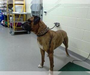 Boxer-Unknown Mix Dogs for adoption in Denver, CO, USA