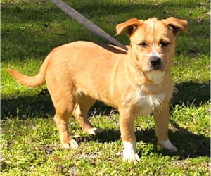 Mutt Dogs for adoption in Wetumpka, AL, USA
