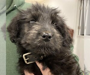Miniature Labradoodle Dogs for adoption in Lewistown, PA, USA