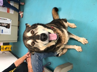 Alaskan Malamute Dogs for adoption in Chatham, VA, USA