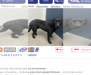 Labrador Retriever-Unknown Mix Dogs for adoption in San Diego, CA, USA