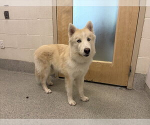 Siberian Husky Dogs for adoption in Fort Collins, CO, USA
