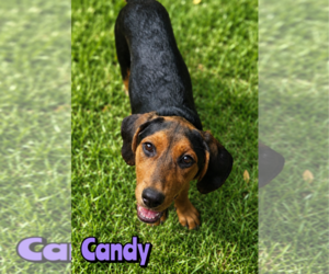 Rottweiler-Unknown Mix Dogs for adoption in Woodbury, NY, USA