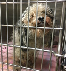 Maltipoo Dogs for adoption in Benton, LA, USA