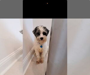 - Mix Dogs for adoption in New Orleans, LA, USA