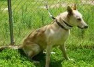 Alaskan Husky-German Shepherd Dog Mix Dogs for adoption in Leesville, SC, USA