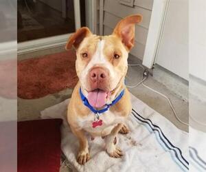Bulldog Dogs for adoption in Gainesville, FL, USA