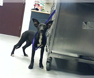 Mutt Dogs for adoption in Fayetteville, NC, USA