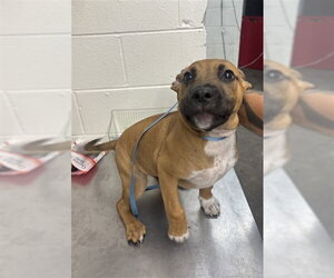 Mutt Dogs for adoption in San Bernardino, CA, USA