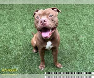 American Pit Bull Terrier Dogs for adoption in West Palm Beach, FL, USA