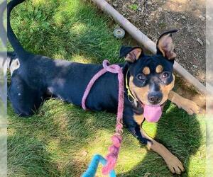 American Pit Bull Terrier-Unknown Mix Dogs for adoption in Sacramento, CA, USA