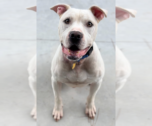 American Bulldog-Dogo Argentino Mix Dogs for adoption in Oakhurst, NJ, USA