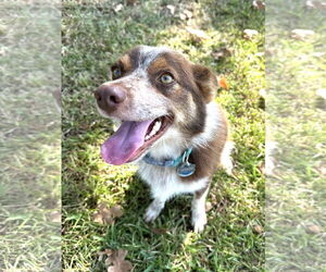 Australian Shepherd Dogs for adoption in Dallas, TX, USA