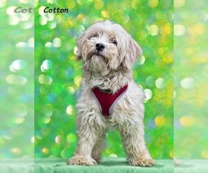 Cockapoo Dogs for adoption in Mt Carmel, PA, USA